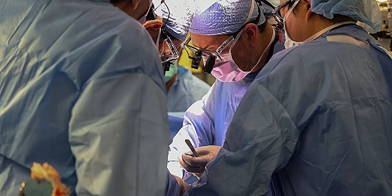 Boston Surgeons Successfully Transplant Pig Kidney in Fourth Patient