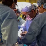 Boston Surgeons Successfully Transplant Pig Kidney in Fourth Patient