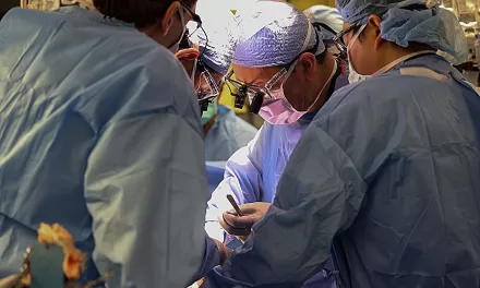 Boston Surgeons Successfully Transplant Pig Kidney in Fourth Patient