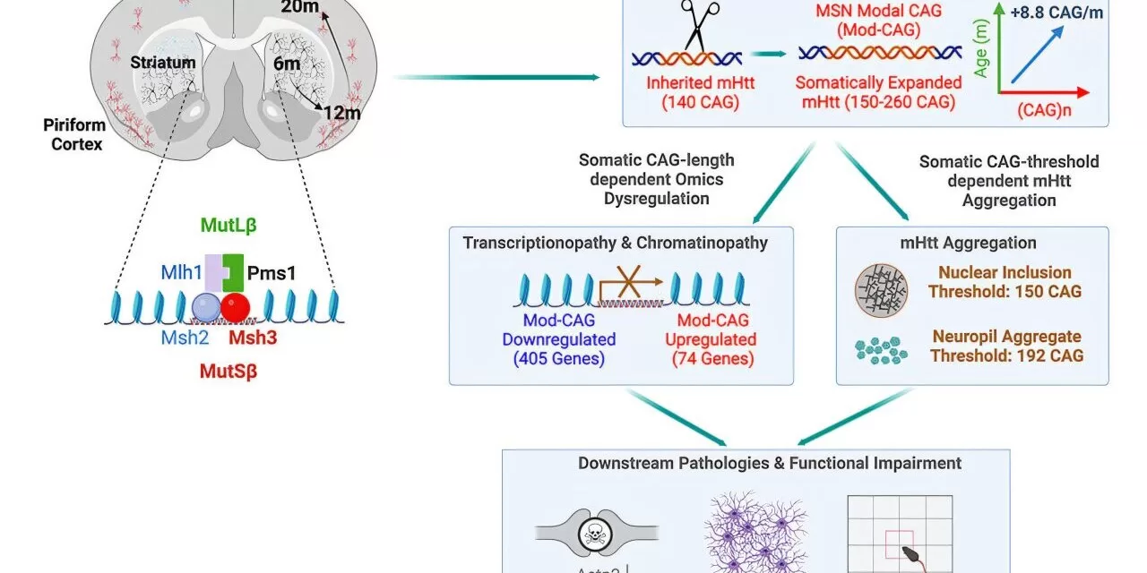 UCLA Study Uncovers Key Genetic Drivers in Huntington’s Disease