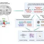 UCLA Study Uncovers Key Genetic Drivers in Huntington’s Disease