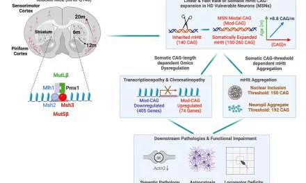 UCLA Study Uncovers Key Genetic Drivers in Huntington’s Disease