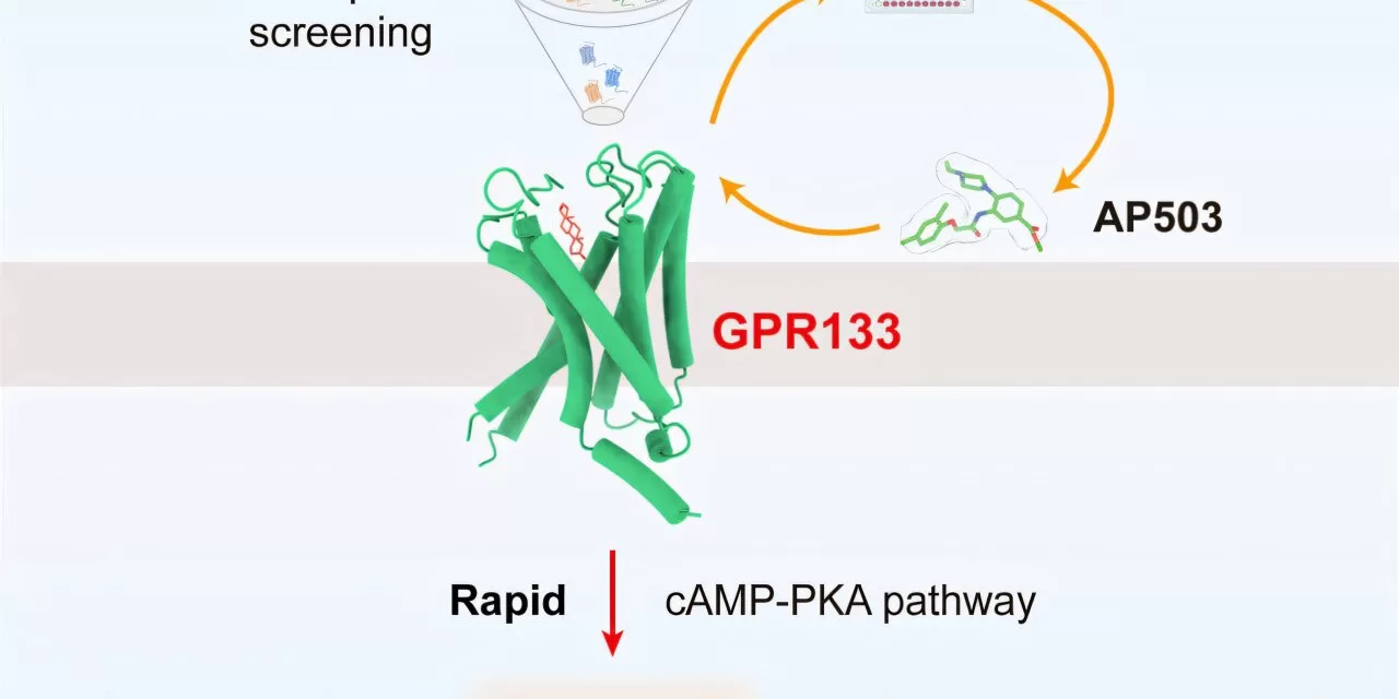 New Discovery in Male Sex Hormone Could Lead to Safer Muscle-Strengthening Drugs