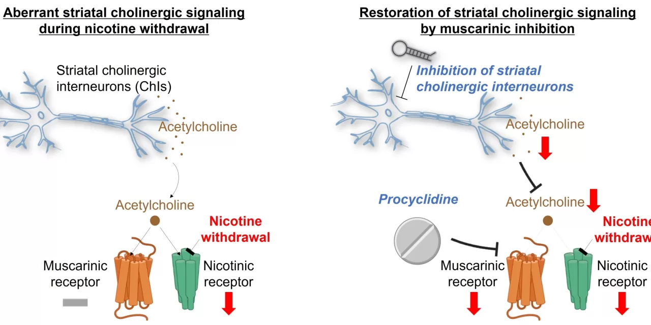 New Breakthrough in Overcoming Nicotine Withdrawal: Insights from Brain Mechanisms