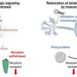 New Breakthrough in Overcoming Nicotine Withdrawal: Insights from Brain Mechanisms