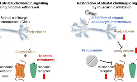 New Breakthrough in Overcoming Nicotine Withdrawal: Insights from Brain Mechanisms