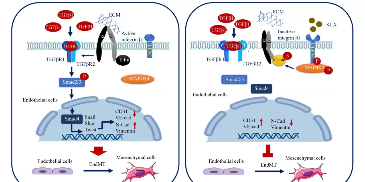 Novel Compound Kanglexin Shows Promise in Atherosclerosis Treatment