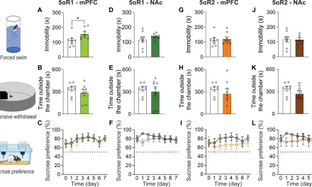 Research Uncovers Molecular Basis for Male, Female Stress Response Variations