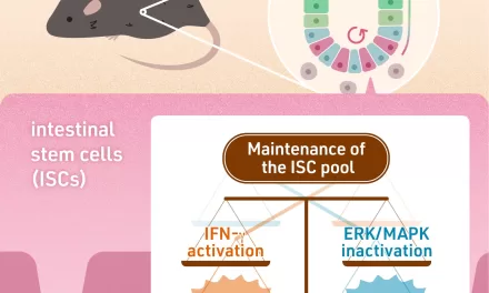 Safeguarding Intestinal Stem Cells During Aging Through Balanced Signaling