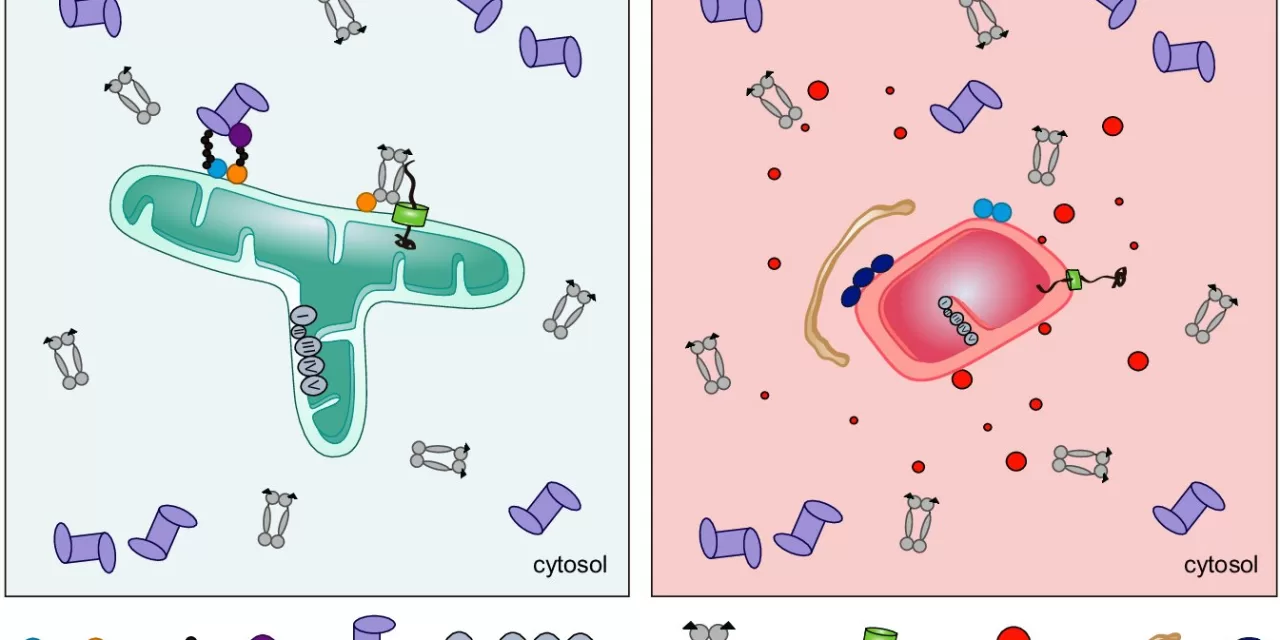 New Hope for Charcot-Marie-Tooth Disease: Mitochondrial Protein’s Protective Role Unveiled