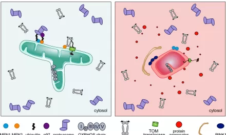 New Hope for Charcot-Marie-Tooth Disease: Mitochondrial Protein’s Protective Role Unveiled