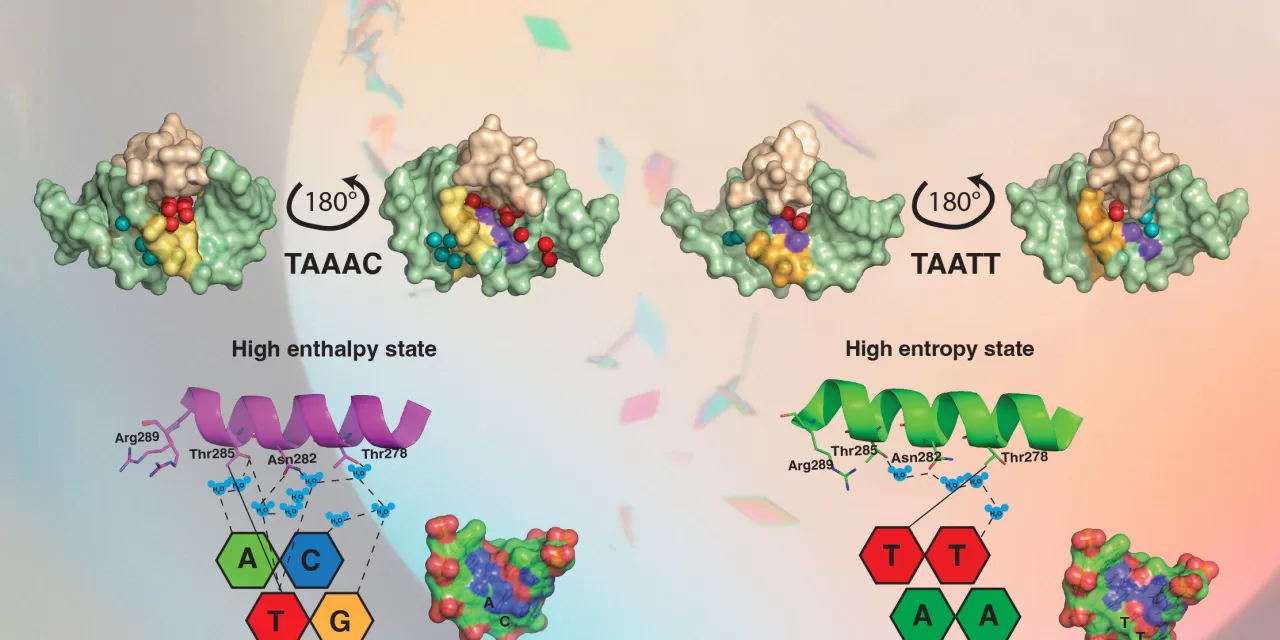 Water molecules help proteins read the human genome