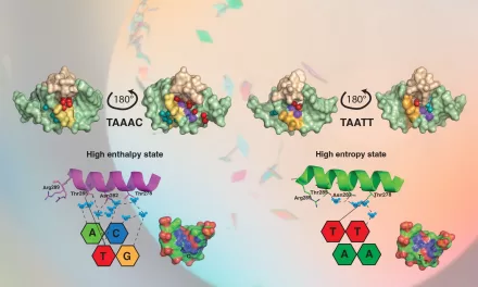 Water molecules help proteins read the human genome