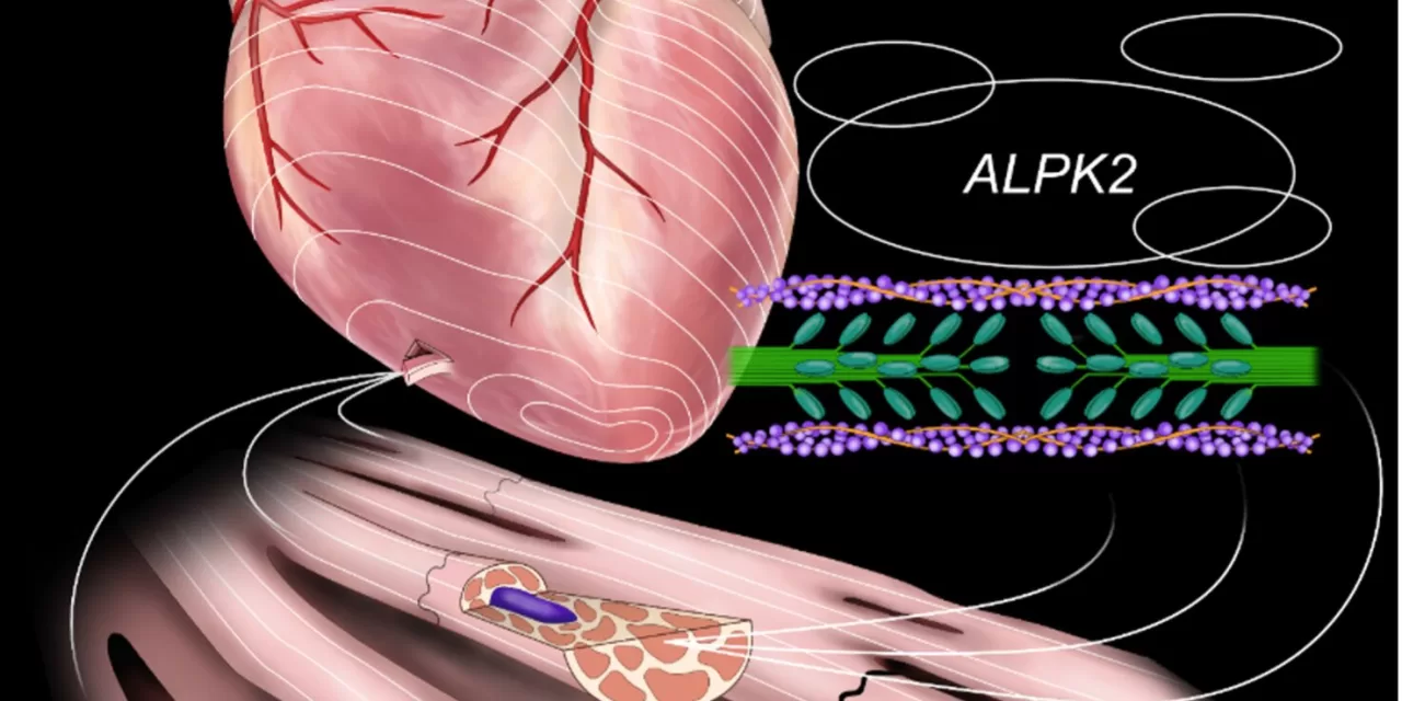 Enzyme ALPK2: A Promising Therapeutic Target for Lethal Heart Failure