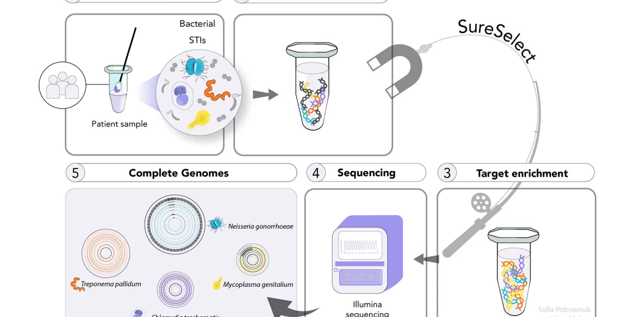 Advanced DNA Technique Reveals Hidden Chlamydia Lineage, Aiding STI Control