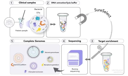 Advanced DNA Technique Reveals Hidden Chlamydia Lineage, Aiding STI Control