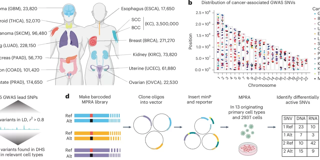 Inherited Cancer Risk: Stanford Researchers Identify 380 Key Genetic Variants Linked to Cancer