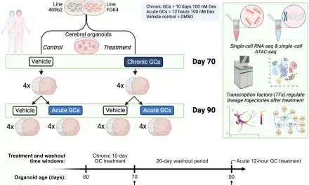 Stress Hormones Shift Neuron Types in the Developing Brain, Study Suggests