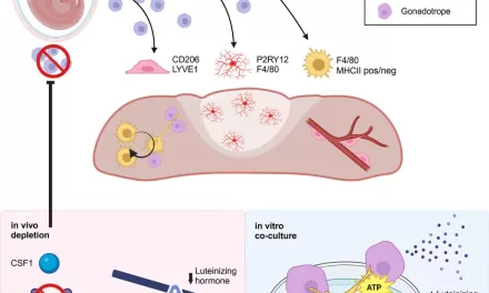 Immune Cells in Pituitary Gland Help Balance Hormones, Researchers Discover