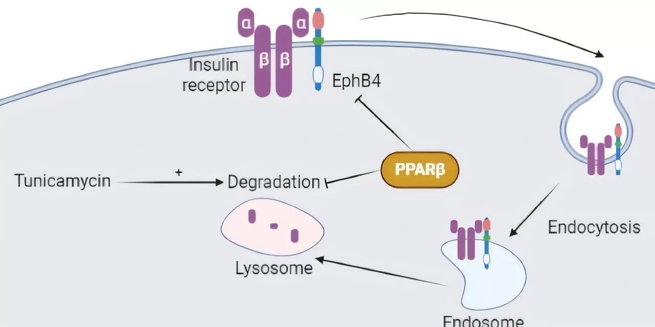 New Molecular Mechanisms Linked to Insulin Resistance Identified