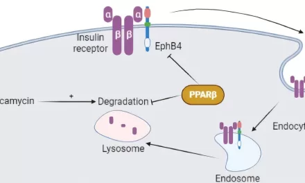 New Molecular Mechanisms Linked to Insulin Resistance Identified