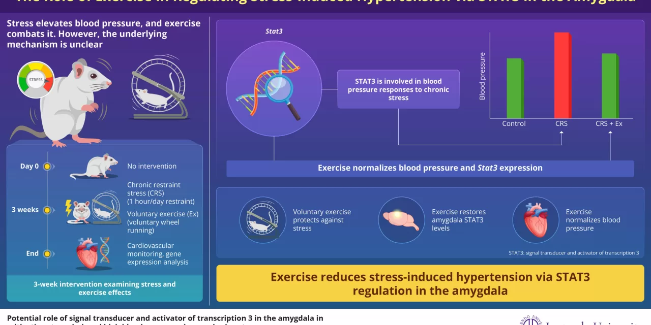 Exercise Restores STAT3 in the Amygdala, Preventing Stress-Induced Hypertension