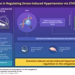 Exercise Restores STAT3 in the Amygdala, Preventing Stress-Induced Hypertension