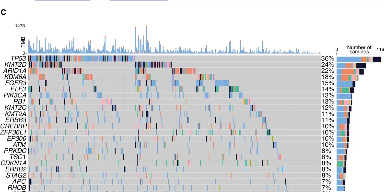 Massive Data Analysis Advances Understanding of Immunotherapy in Bladder Cancer