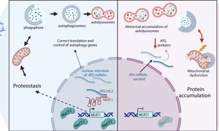 Autophagy Malfunction Study Brings New Insights into Rett Syndrome