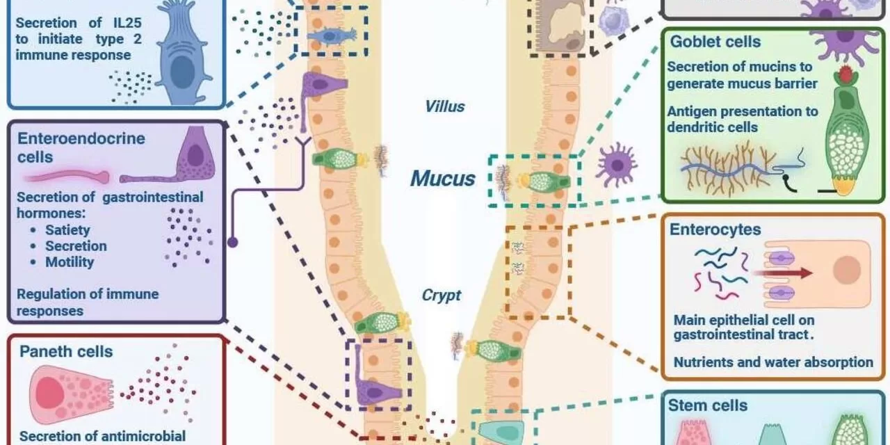 Unfolded Protein Response: A Key Regulator of Intestinal Health and Disease