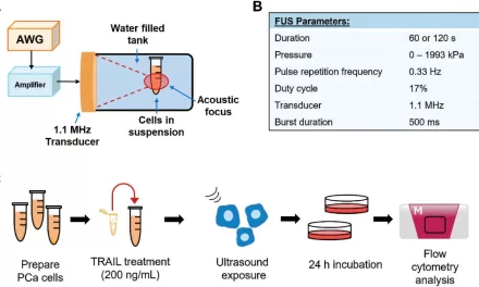 New Study Shows Promise in Combining Protein Therapy and Focused Ultrasound for Cancer Treatment