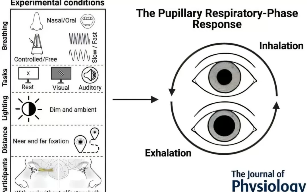 Breathing and Vision May Be Linked, New Research Suggests