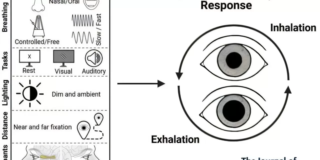 Breathing and Vision May Be Linked, New Research Suggests