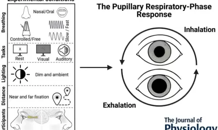 Breathing and Vision May Be Linked, New Research Suggests