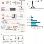 Cryptic Antigen Identified as New Immunotherapy Target for Ovarian Cancer