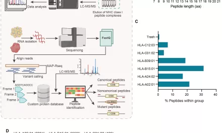 Cryptic Antigen Identified as New Immunotherapy Target for Ovarian Cancer