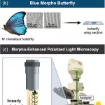 Butterfly Wings Inspire New Imaging Technique for Cancer Diagnosis