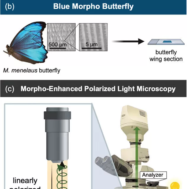 Butterfly Wings Inspire New Imaging Technique for Cancer Diagnosis