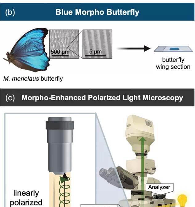 Butterfly Wings Inspire New Imaging Technique for Cancer Diagnosis