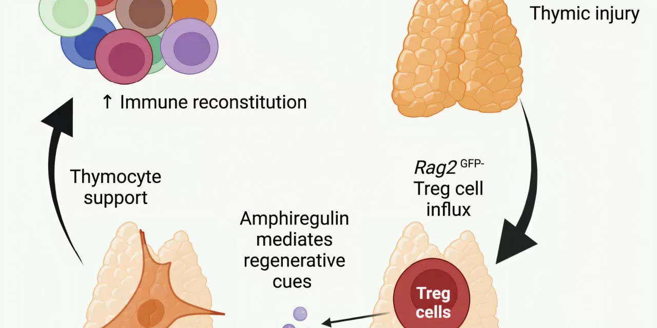 Scientists Discover Mechanism for Self-Repair of the Thymus, Offering Hope for Immune System Regeneration