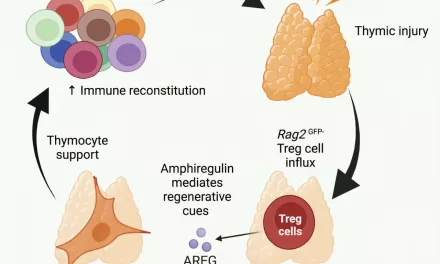 Scientists Discover Mechanism for Self-Repair of the Thymus, Offering Hope for Immune System Regeneration