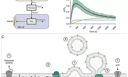 Final Breakthrough: How the Body’s Endocannabinoids Travel Through the Brain