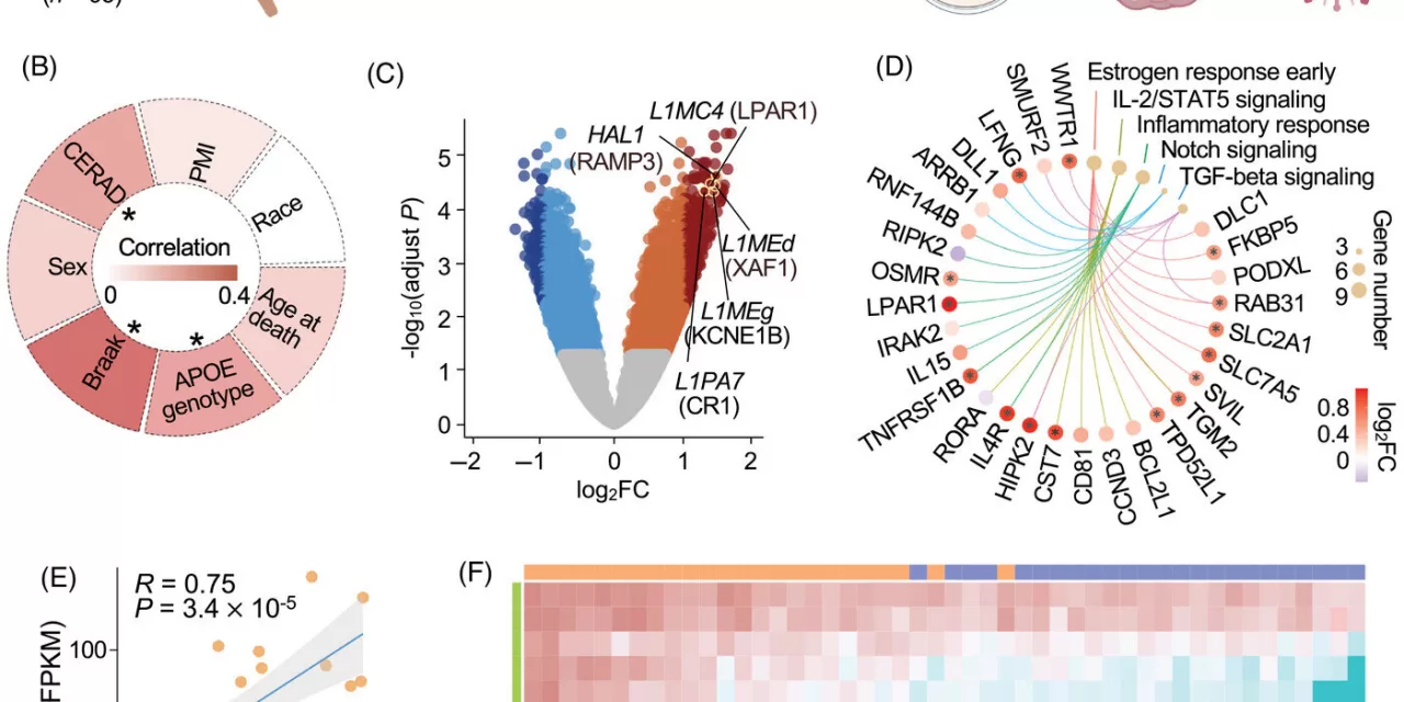 Herpesviruses May Contribute to Alzheimer’s Disease via Transposable Elements