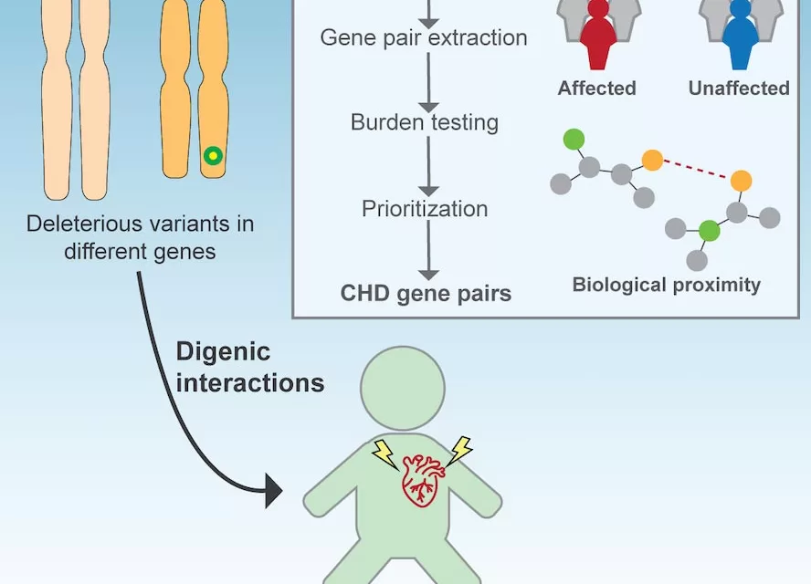 Researchers Discover Hidden Genetic Causes of Congenital Heart Disease