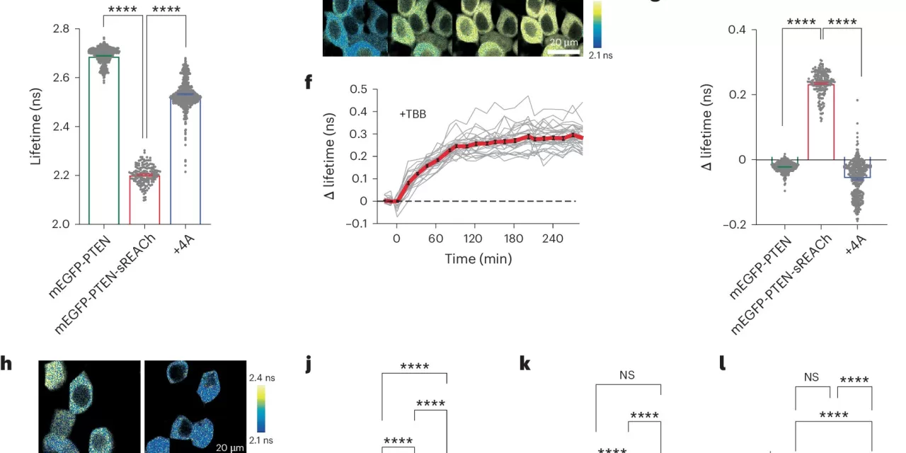 Novel Tool Enhances Study of PTEN Gene Linked to Cancer and Autism