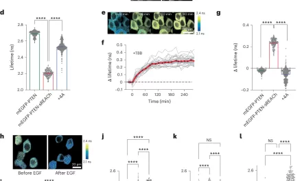 Novel Tool Enhances Study of PTEN Gene Linked to Cancer and Autism