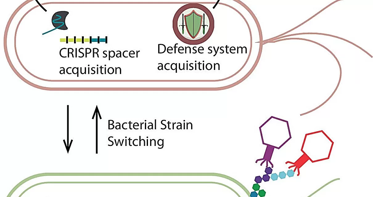 Understanding the World Within: Study Reveals New Insights into Phage–Bacteria Interactions in Gut Microbiome