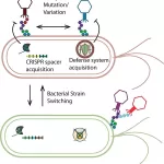 Understanding the World Within: Study Reveals New Insights into Phage–Bacteria Interactions in Gut Microbiome