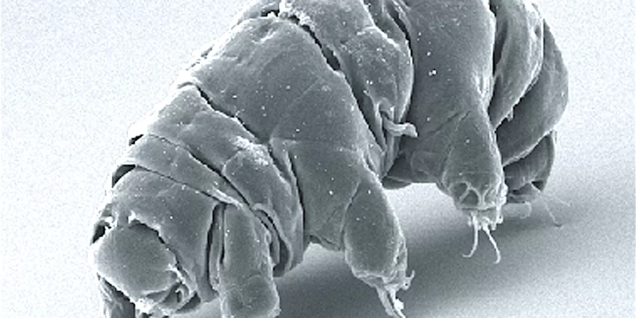 Tardigrade Protein May Help Cancer Patients Tolerate Radiation Therapy