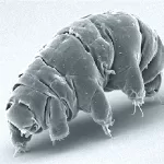 Tardigrade Protein May Help Cancer Patients Tolerate Radiation Therapy